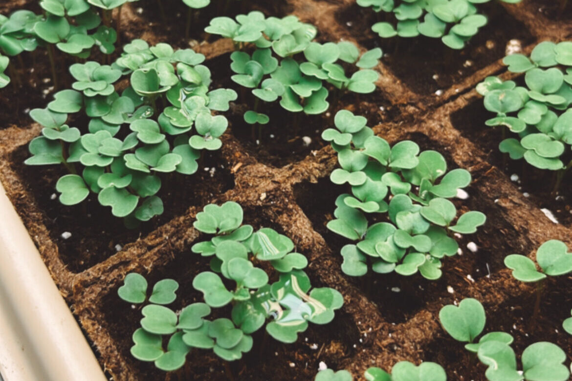 Butterleaf lettuce and Arugula seedlings in grow trays. Seedling Picks for Zone 7a 
