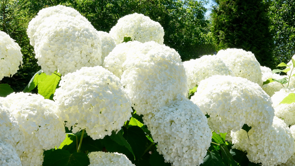 Cold-hardy shrubs for Zone 7a: Hydrangeas