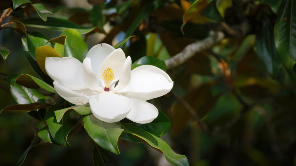 Cold-hardy trees for zone 7a: Sweetly magnolia