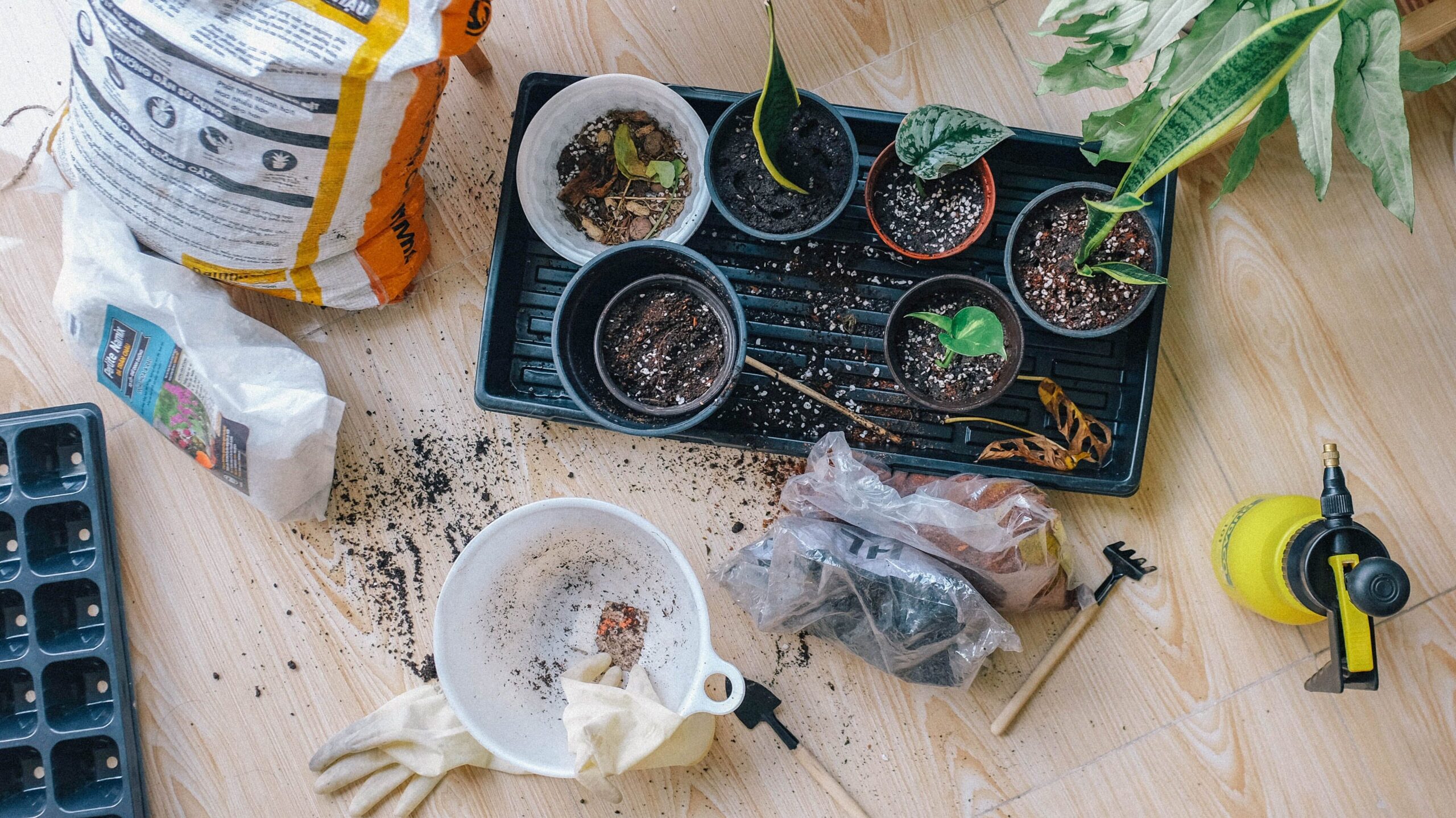 Seedling starter kit.Indoor growing kit for seedlings. Potting soil and seed trays with the gardening accessories. 