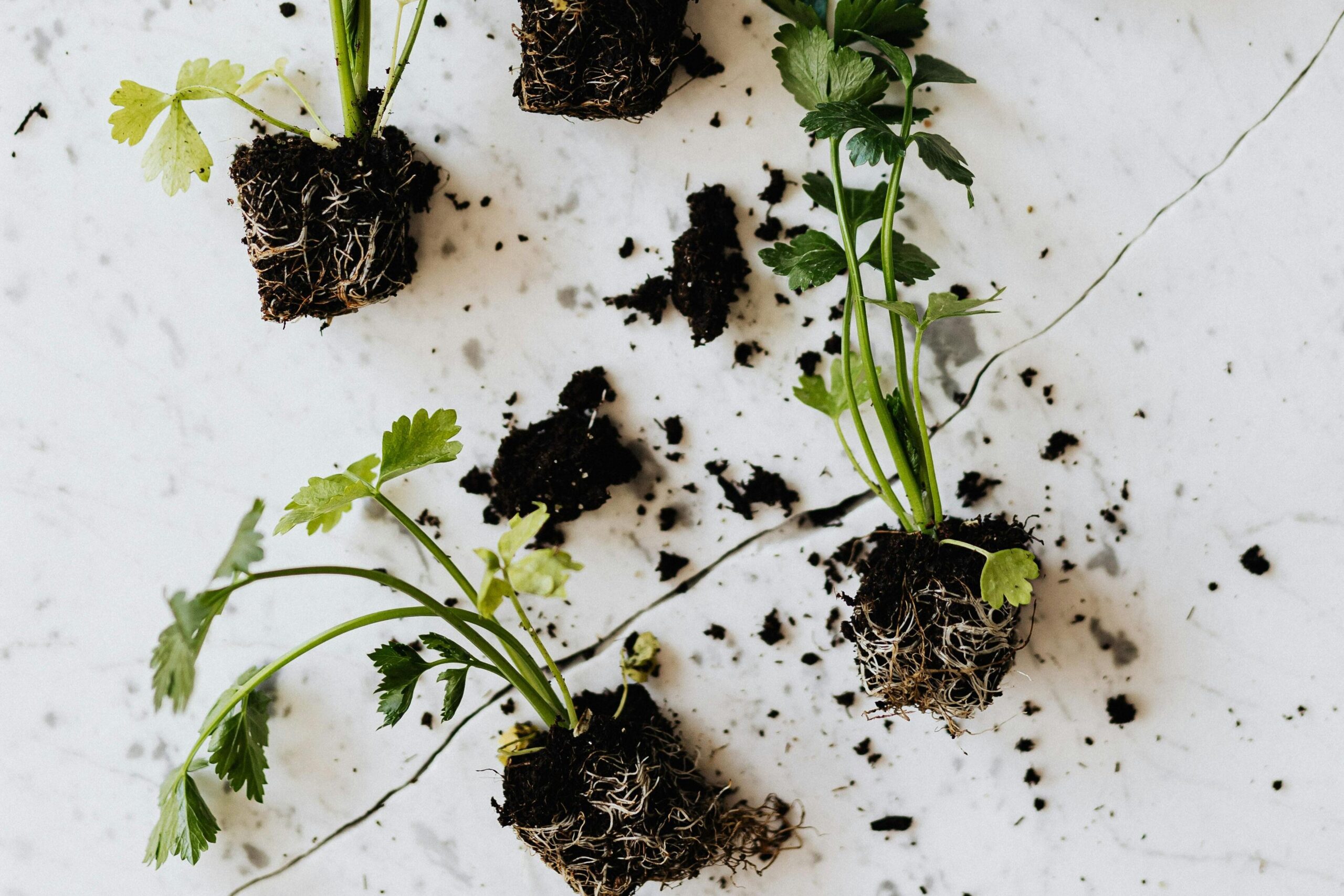 Cilantro and parsley seedlings with their root ball after growing indoors. Seedling Picks for Zone 7a
