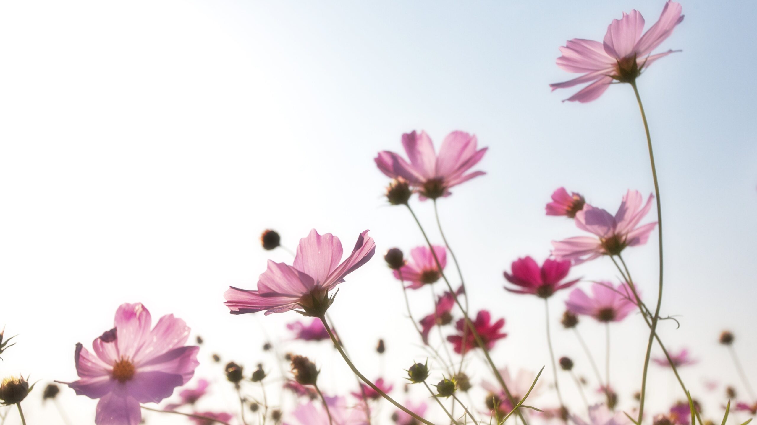 Cosmos flowers: flower gardening for Zone 7a