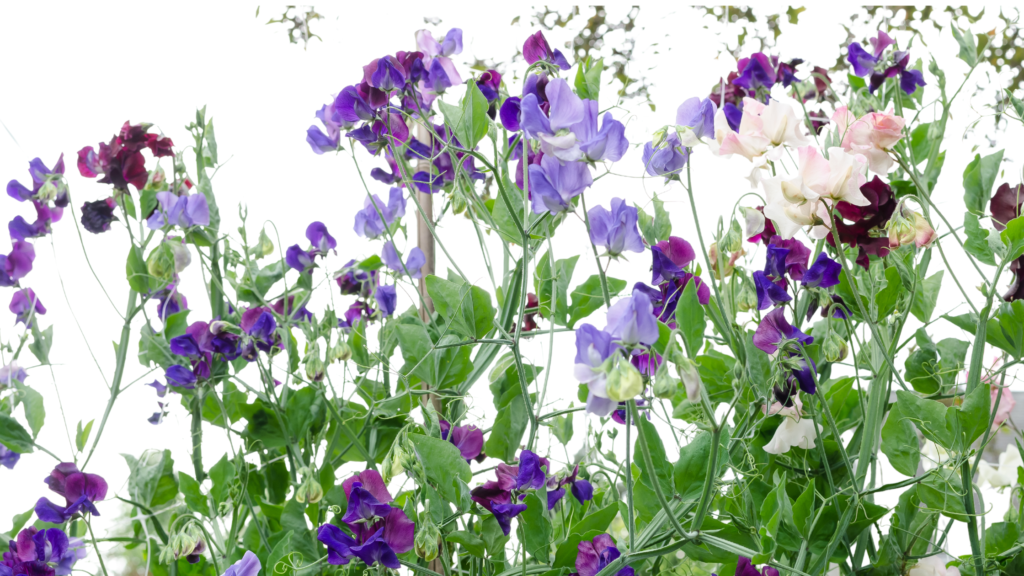 Sweet peas started from seedlings. A beautiful trellis full of sweet pea flowers in shades of purple. Seedling Picks for Zone 7a