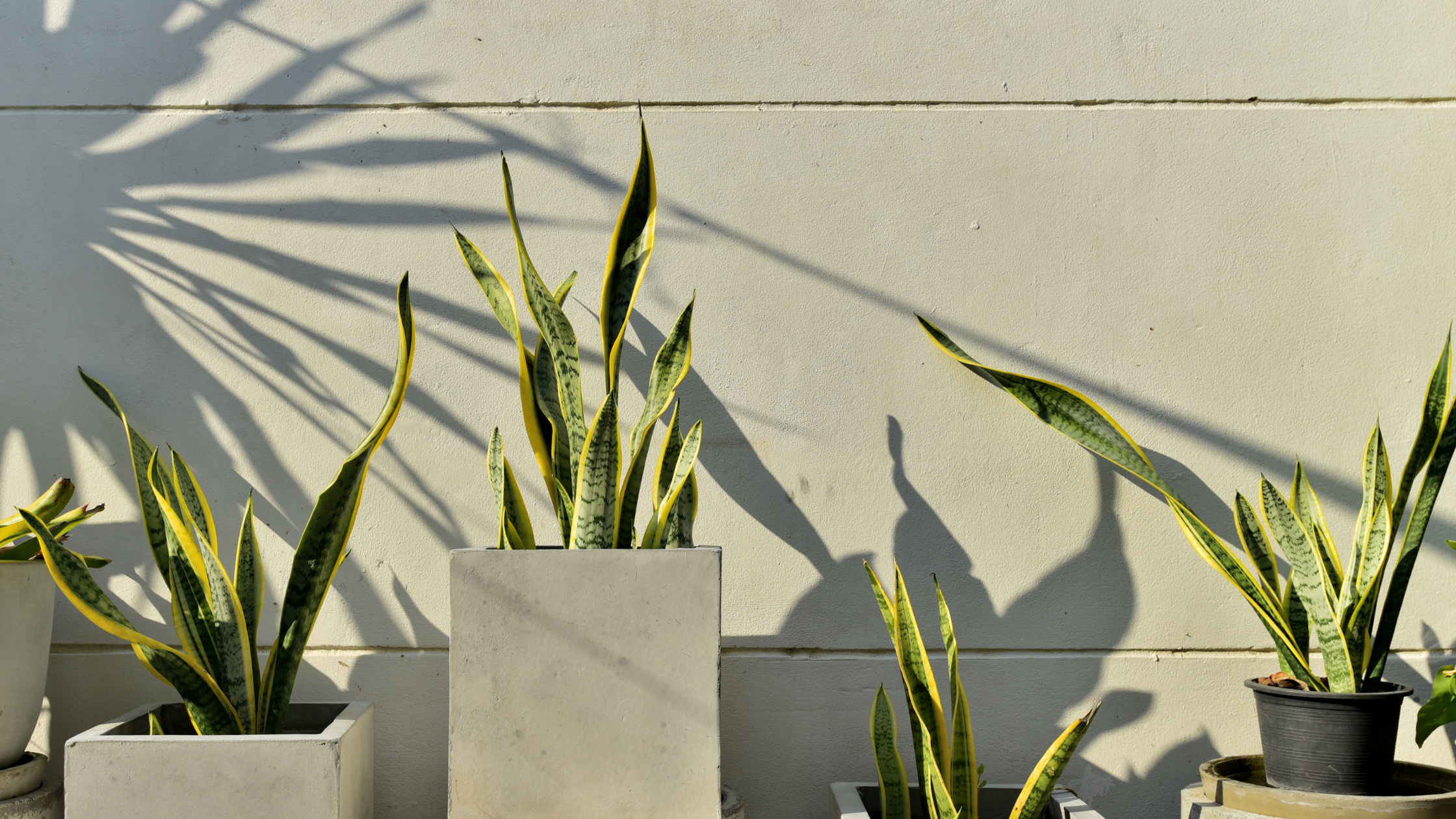 Benefits of Snake Plants in Your Bedroom: