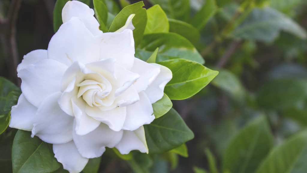 A beautiful Gardenia bloom
