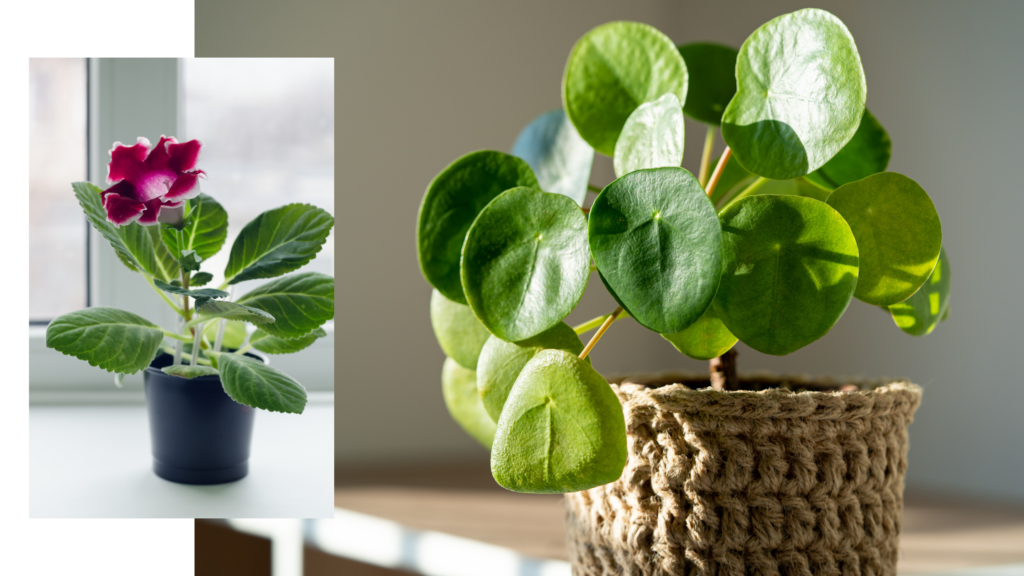 A Gloxinia plant and a Chinese Money Plant are perfect options for indoor flowers