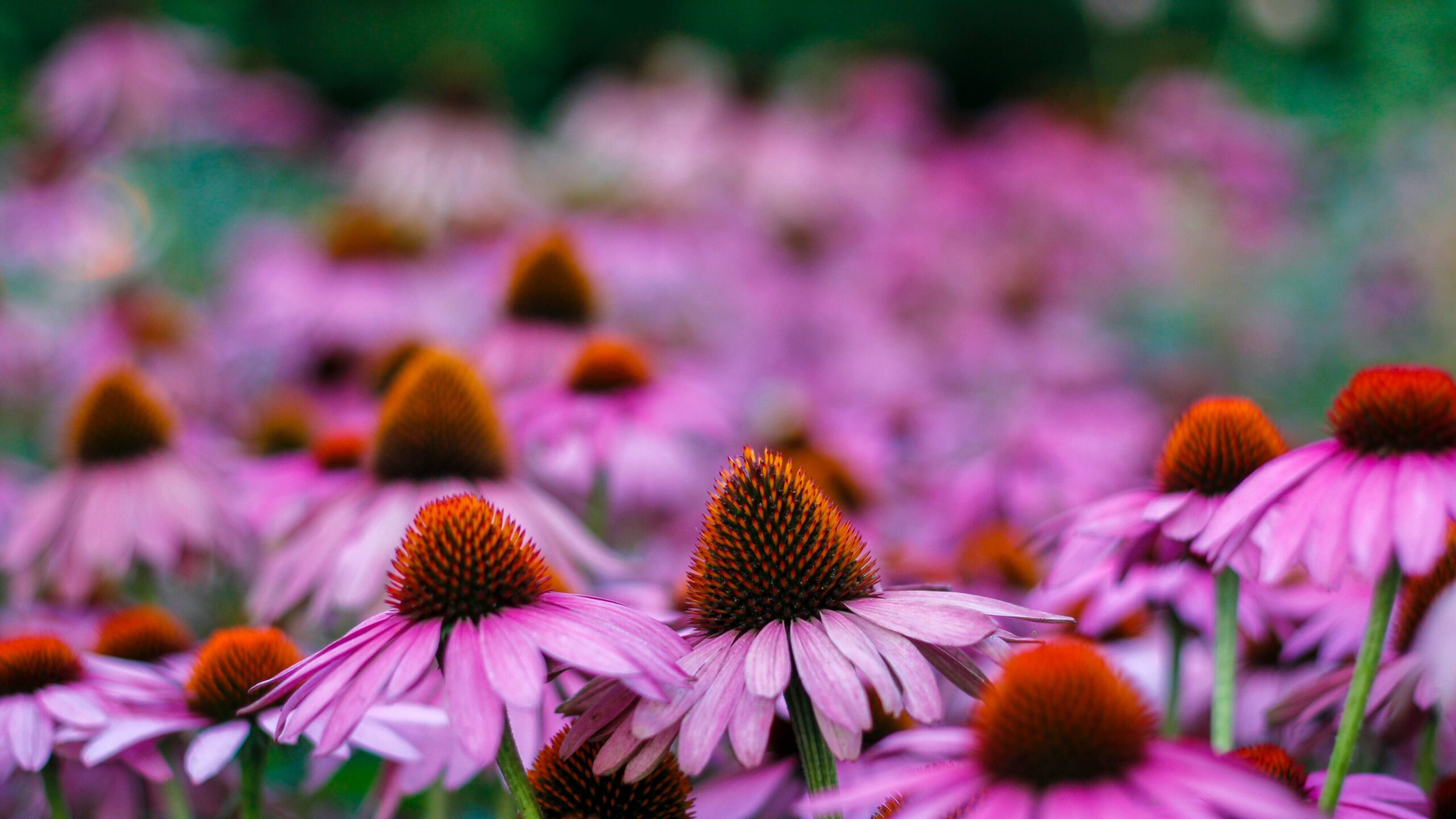 Cold Hardy perennials for zone 7a. Coneflower field.