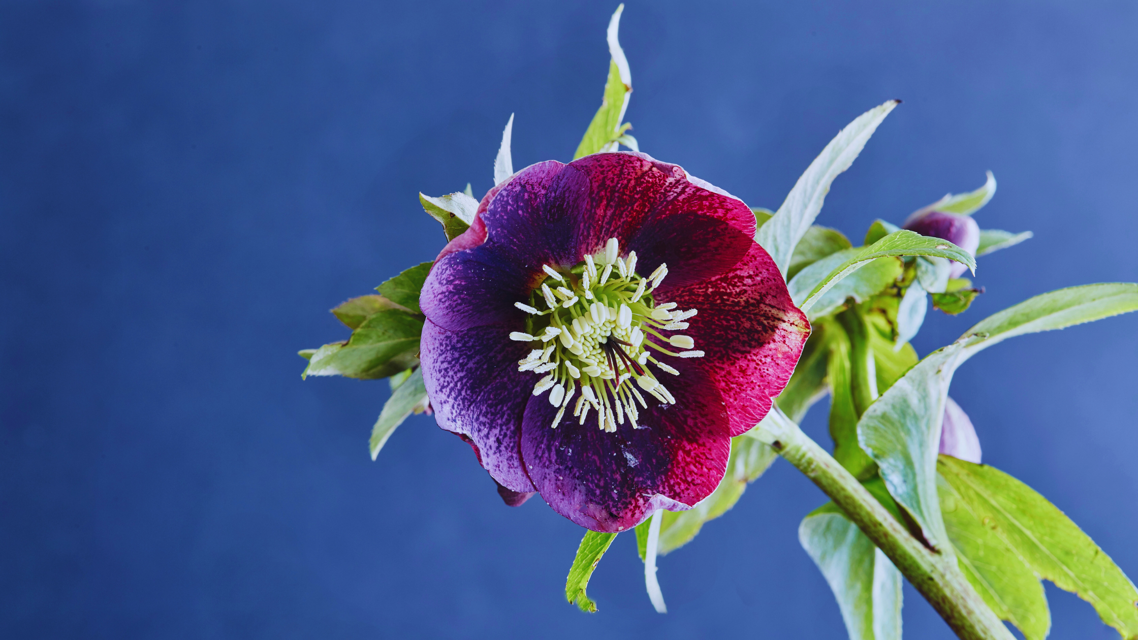 Shade Loving Perennial: Hellebore