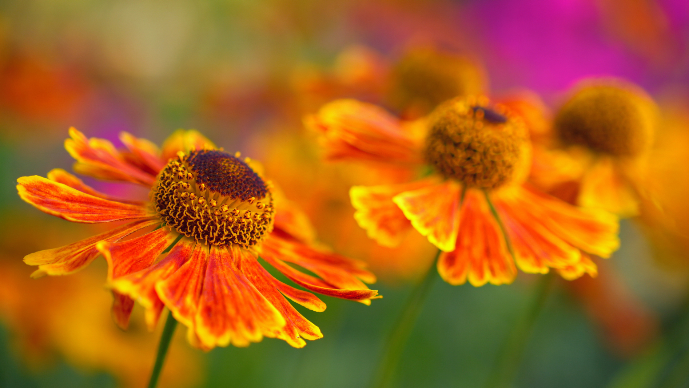 10 Long Blooming Perennials for a Vibrant Garden