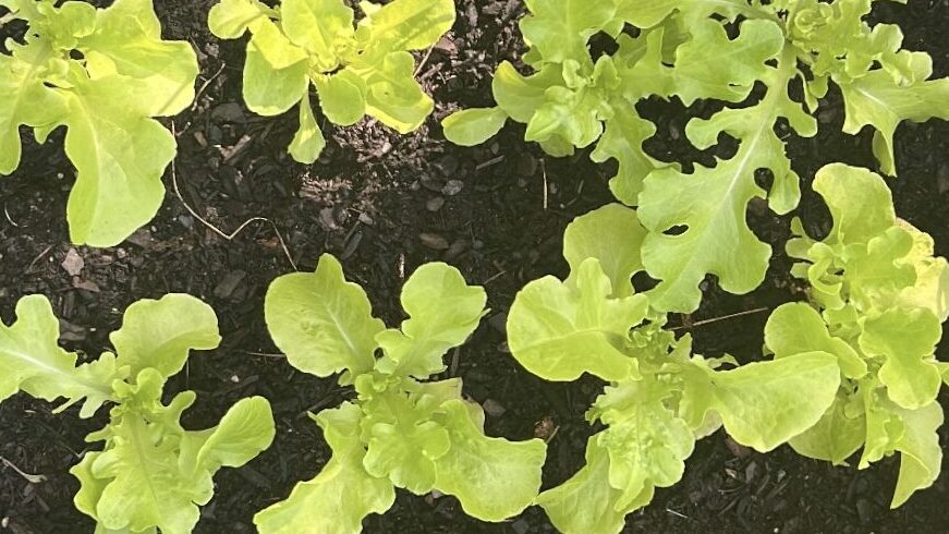 Butter leaf lettuce transplanted outdoors after having been grown from seed indoors. Seedling Picks for Zone 7a