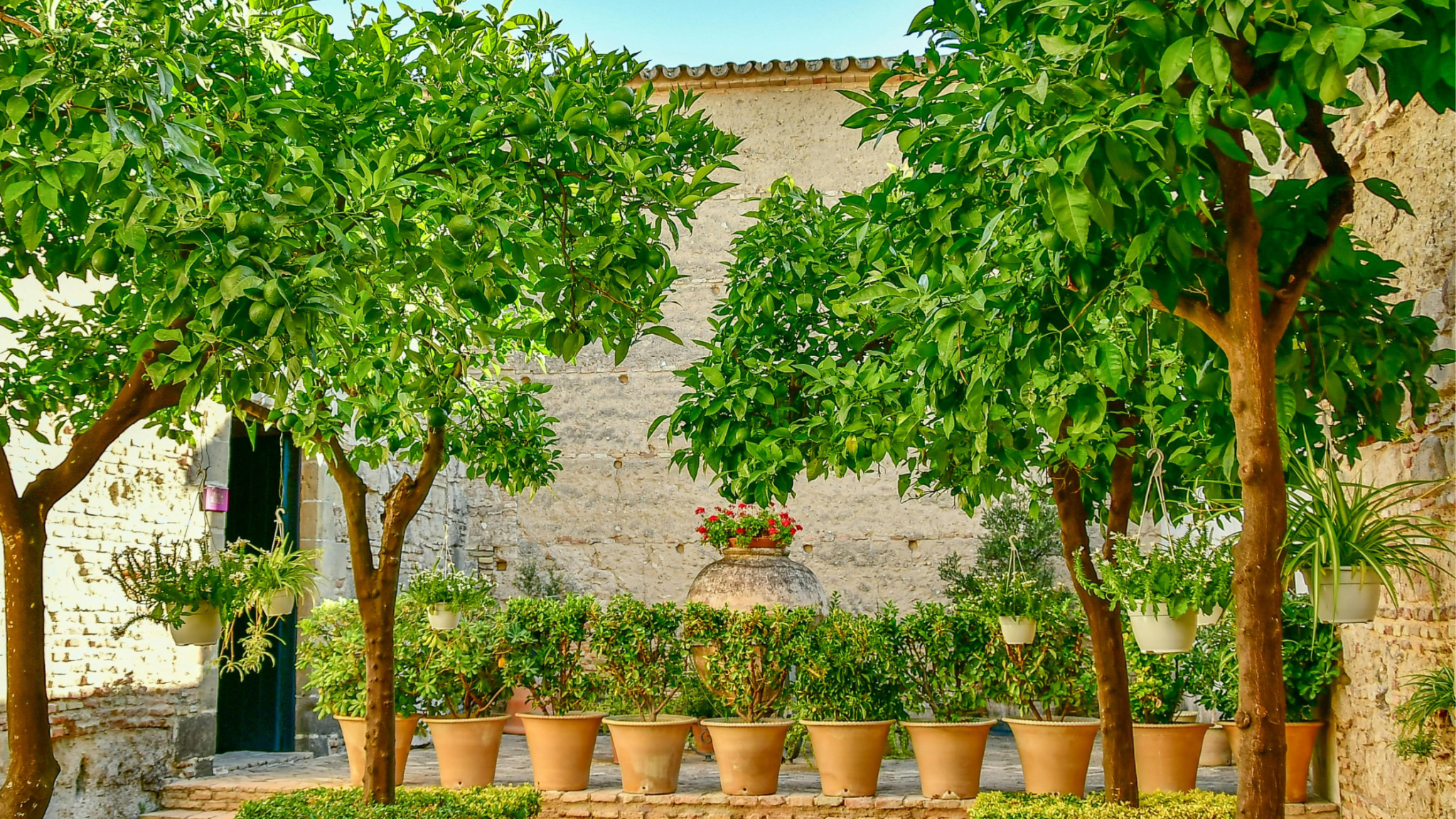 Graden Tree Fruit Trees Year Round: In Your Garden Or Home - Lilac Fawn