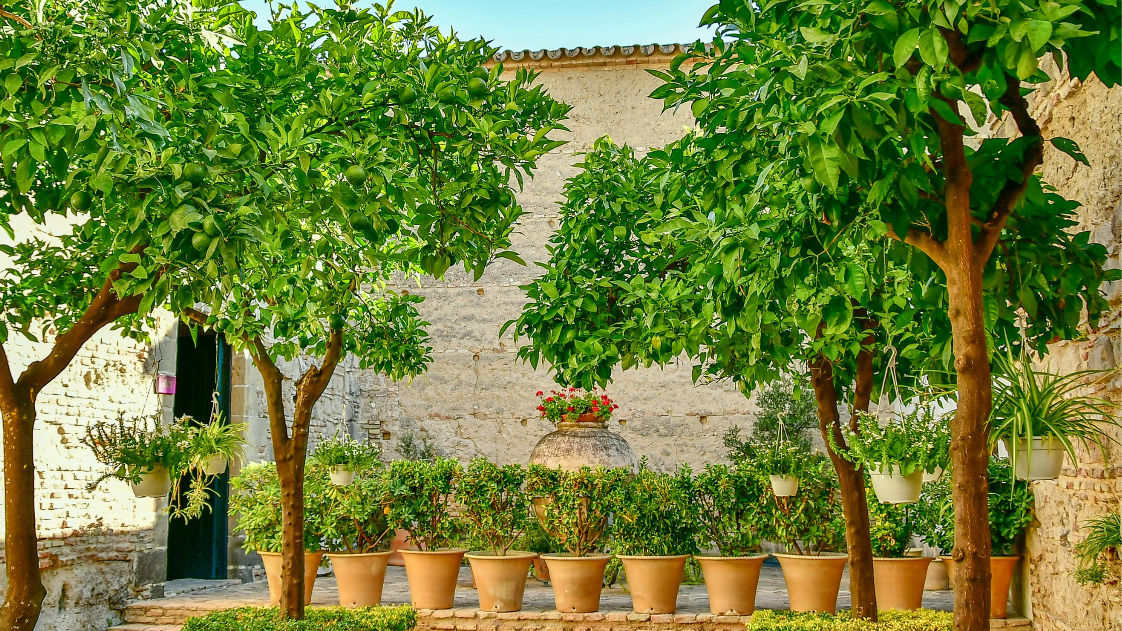 Fruit Trees Year Round: In Your Garden Or Home