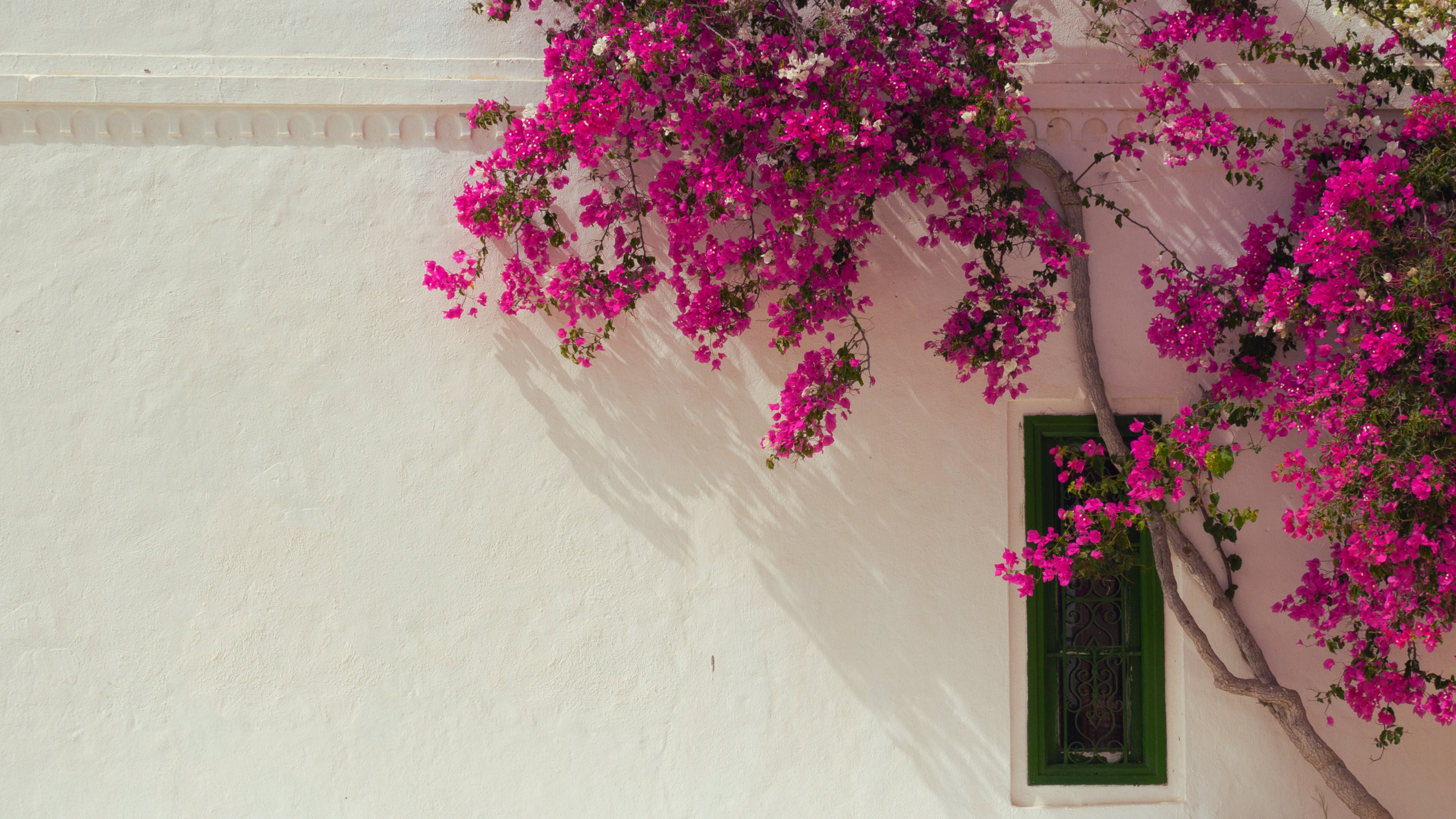 Best Container Plants for Hot Brick Walls: