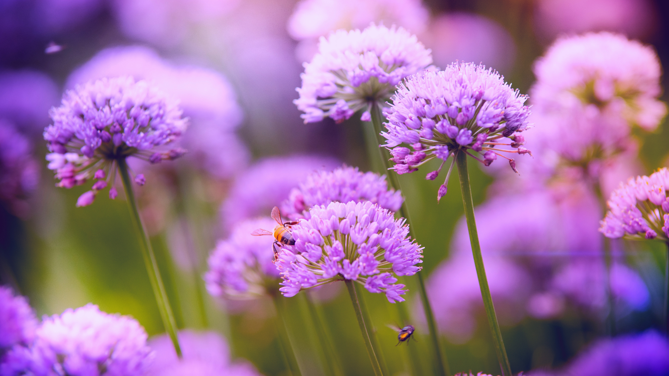 The Best Low Maintenance Perennial – Millennium Allium