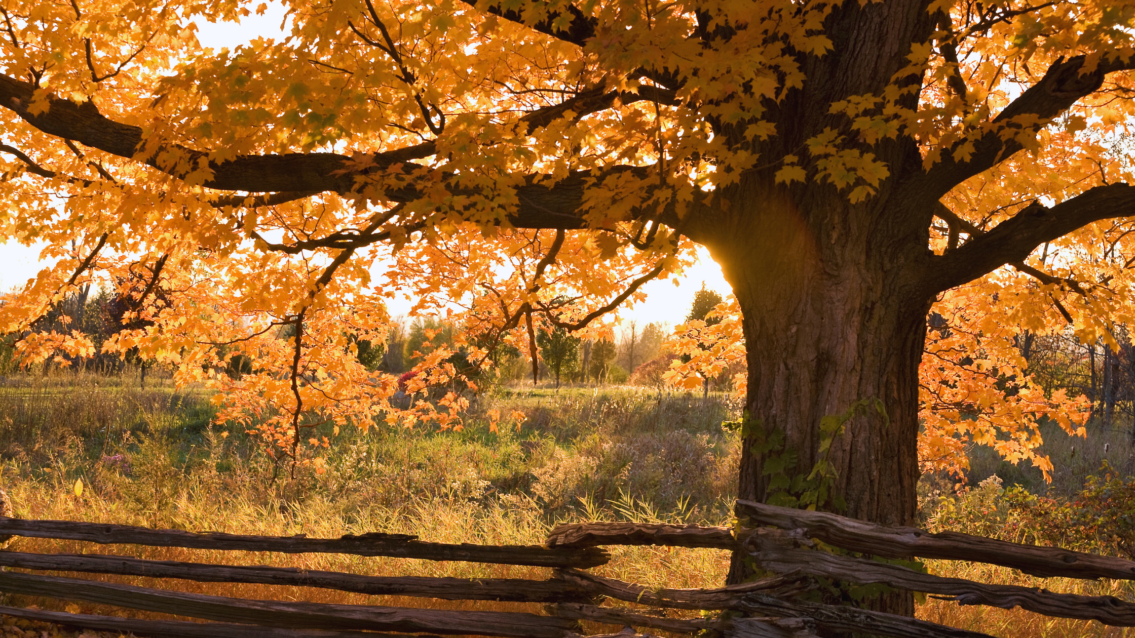 4 Easy Ways to Make the Most of Fall Foliage in Your Yard