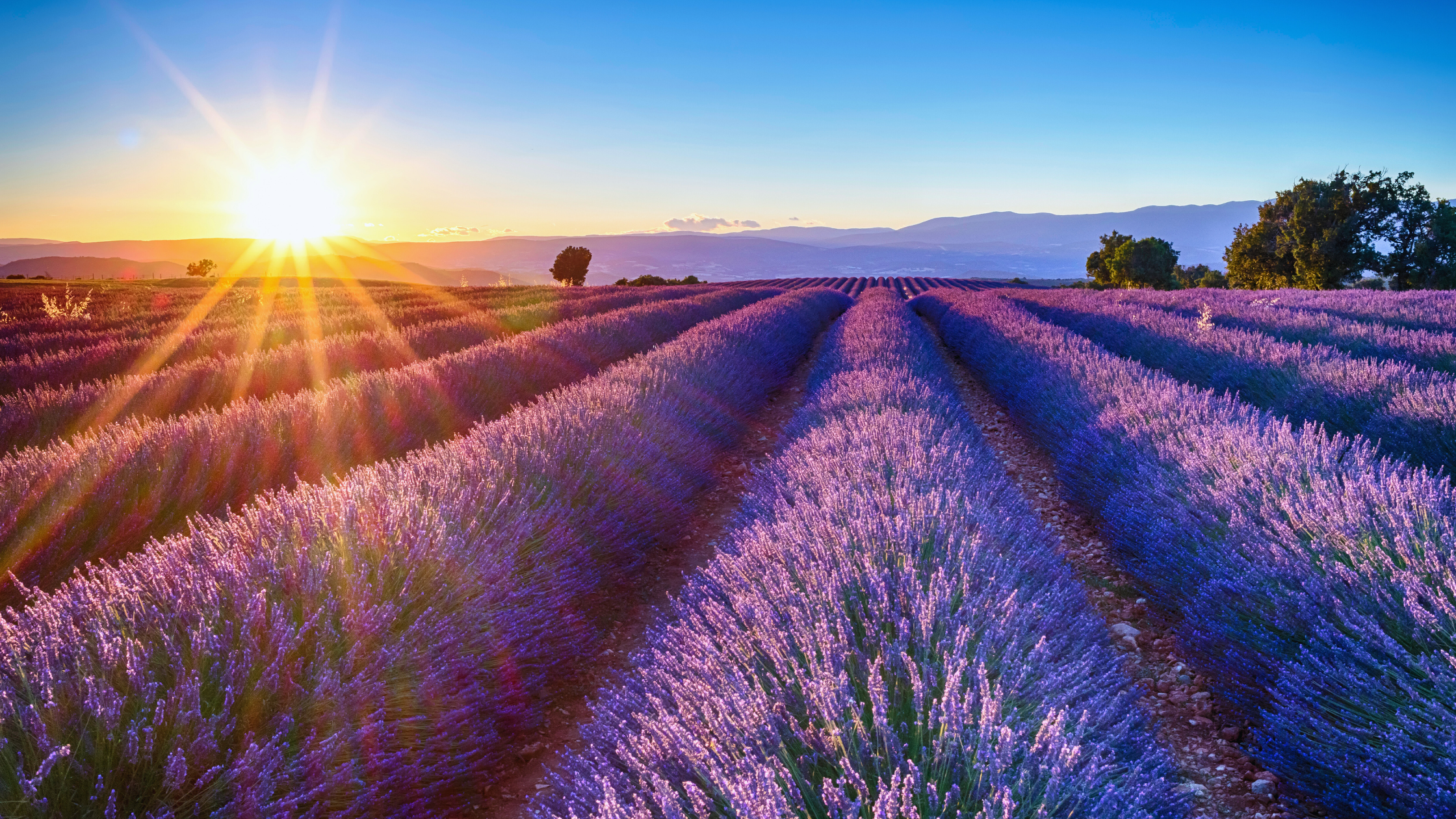 For The Love Of Lavender: Garden, Home, and Decorative Uses