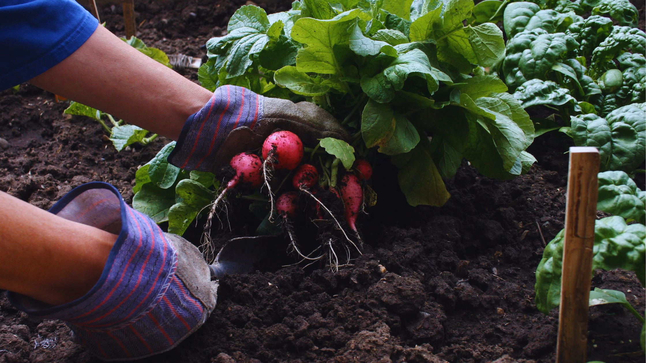 Everything You Need to Know About Growing Radishes