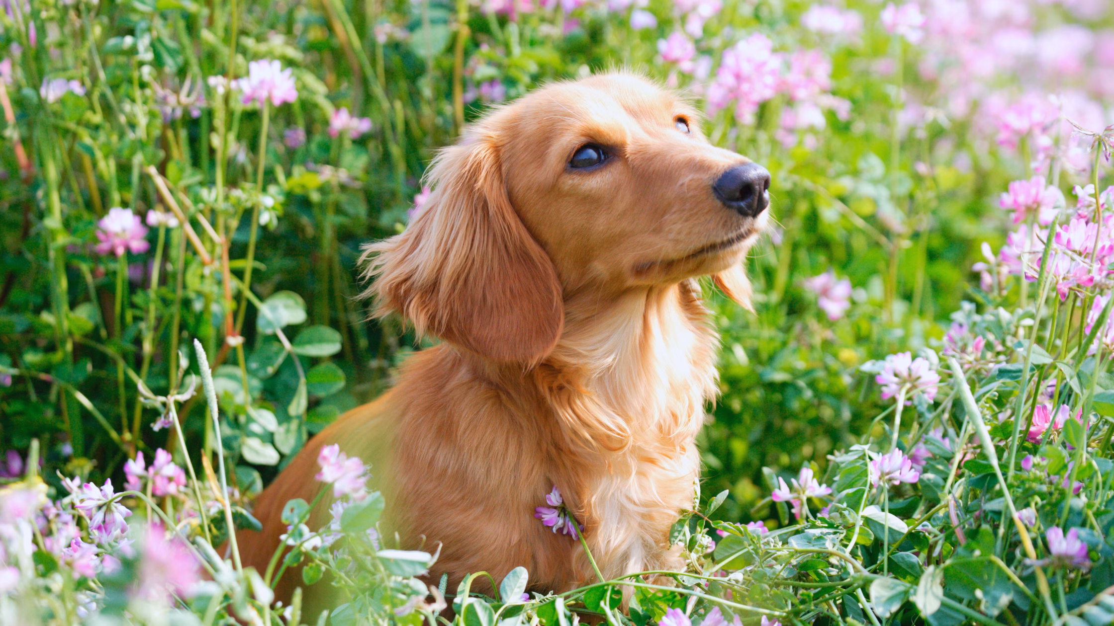 The Hidden Dangers on Dog Walks (and What to Do About Them)