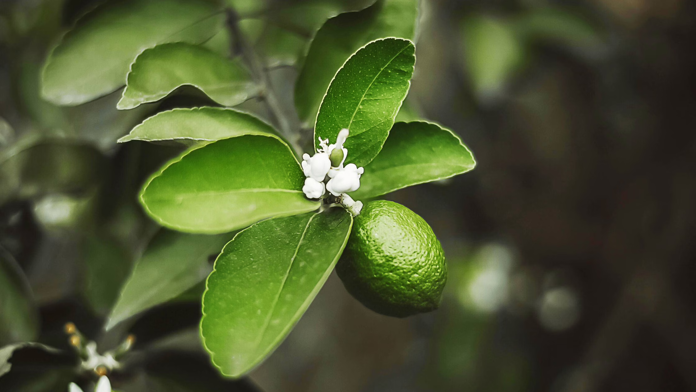 Why Is My Lemon Tree Not Flowering? Common Causes & Fixes