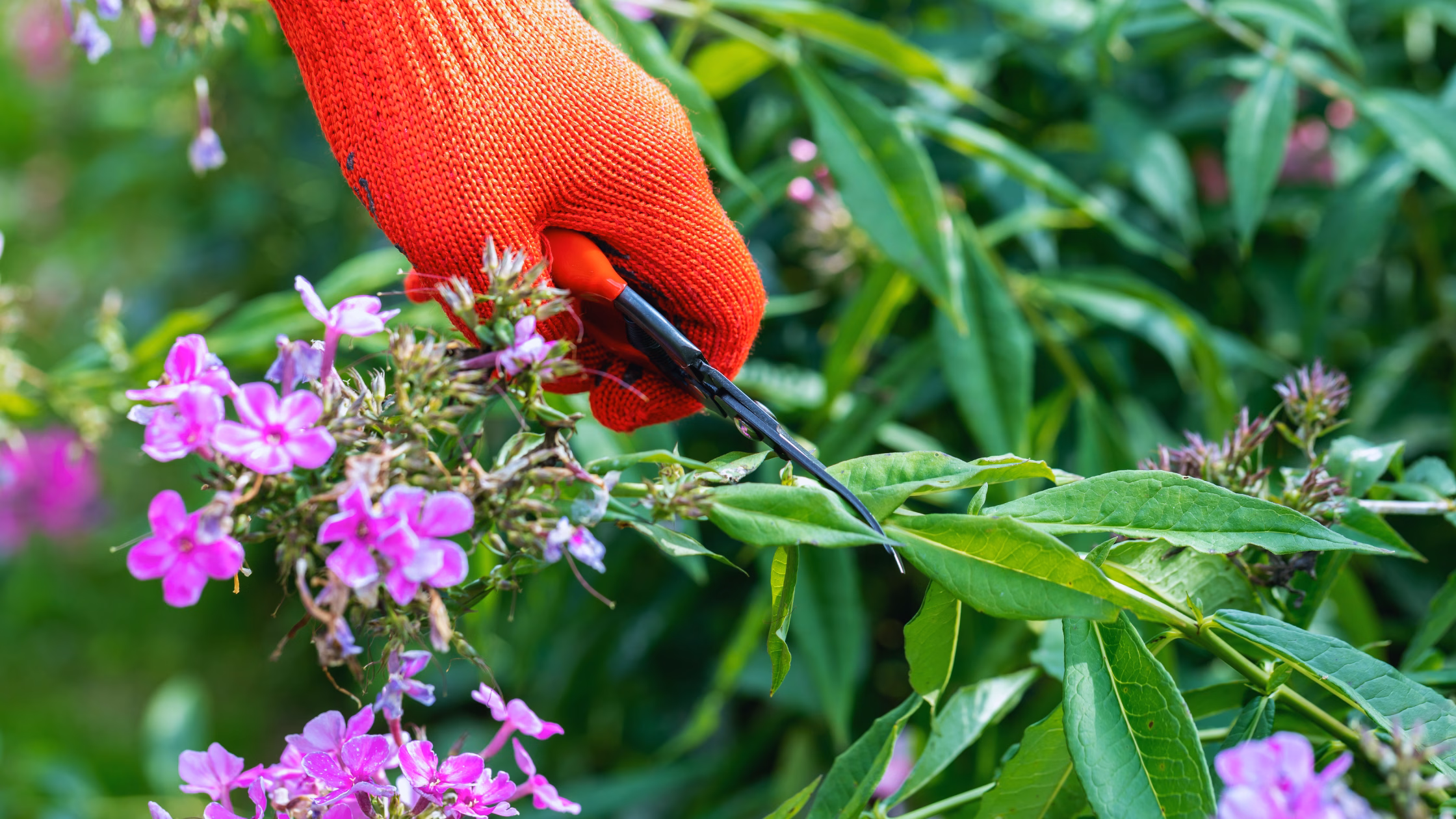 9 Perennials to Prune in November for a Healthier Garden