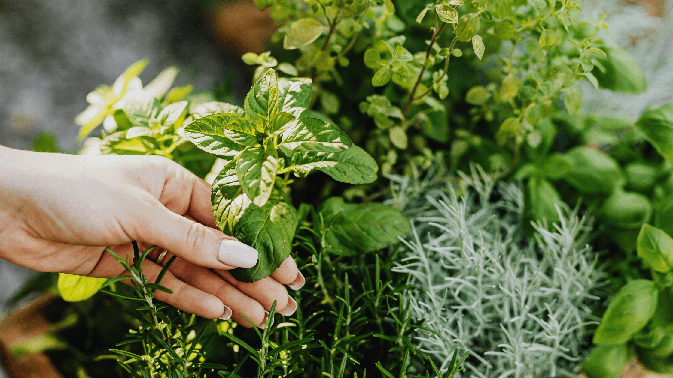 Spring Seasonal Eating: Foods to Reset, Nourish, and Energize