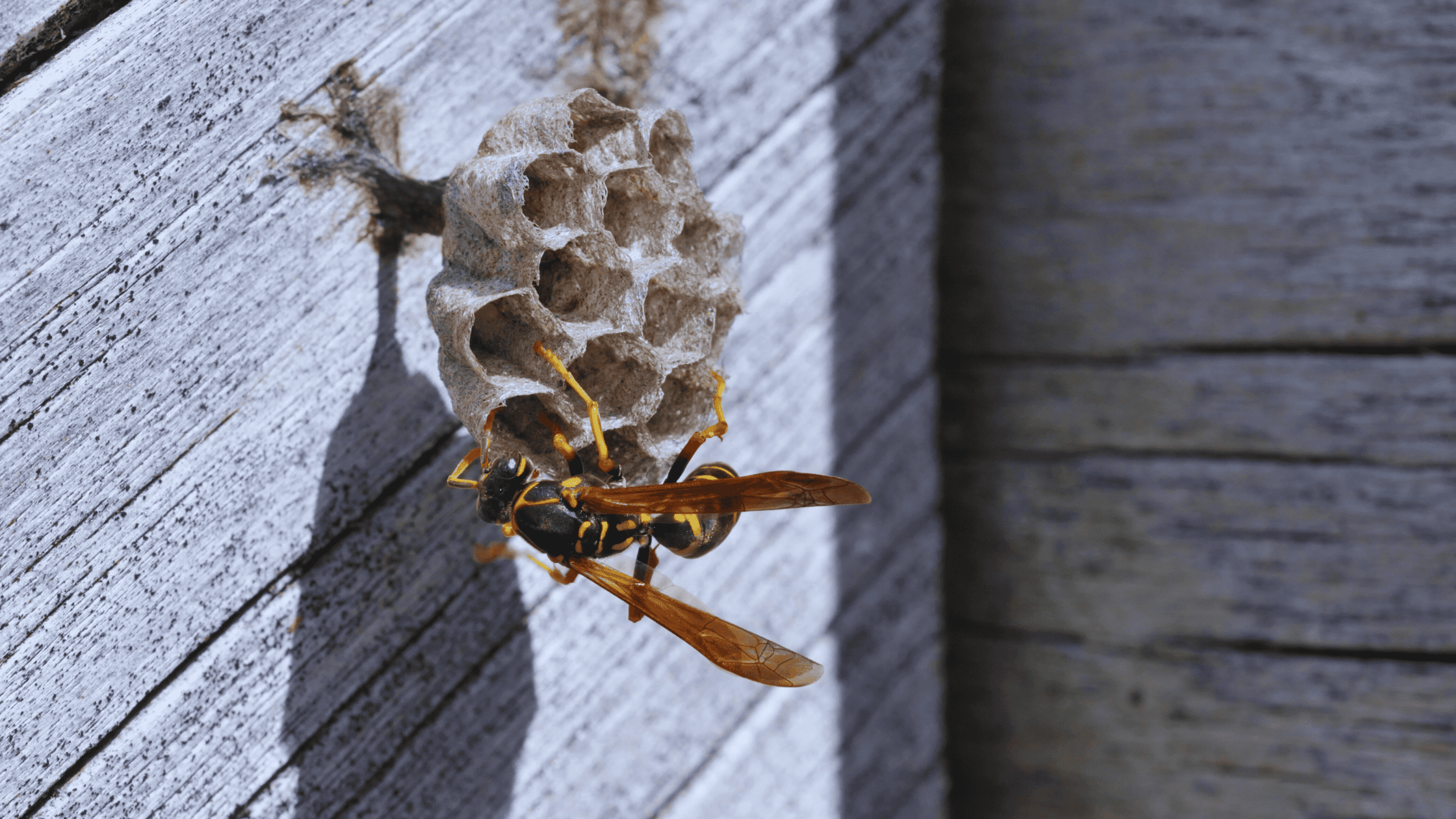 How To Prevent Wasps From Returning This Spring