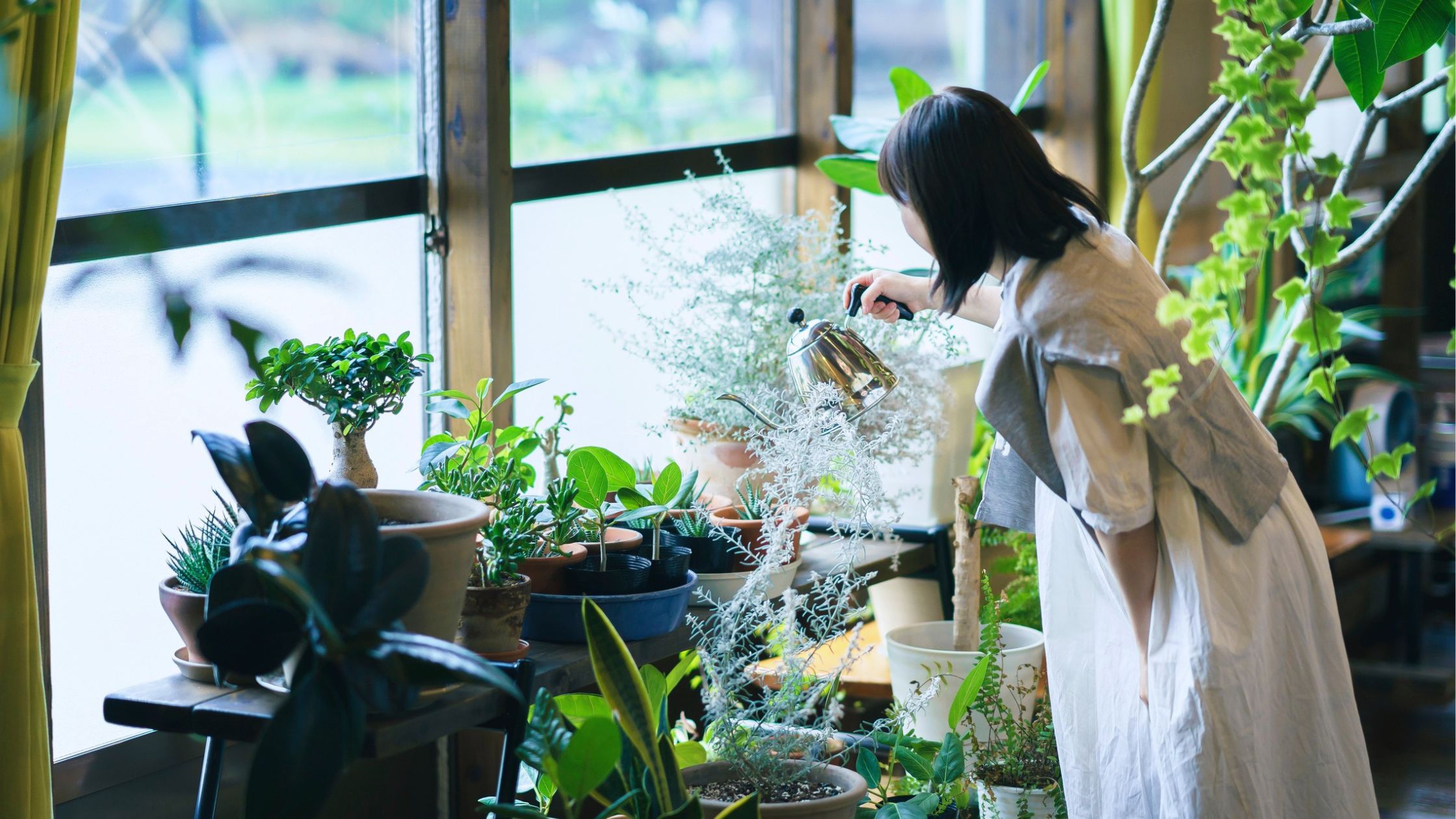Plants That Naturally Fight Mold in Your Home