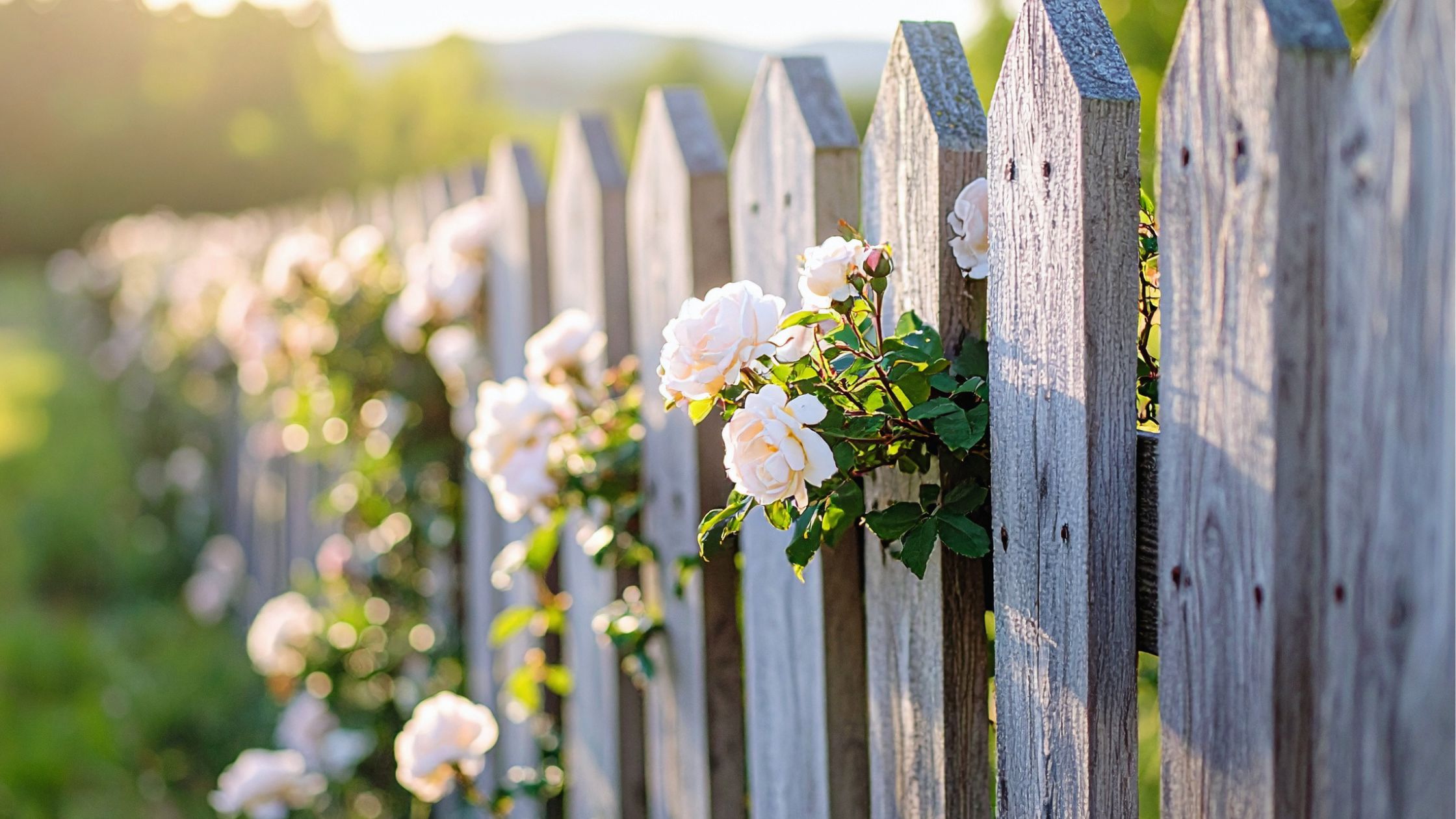 Best Roses for Beginners: Easy-Care Roses for a Beautiful Garden